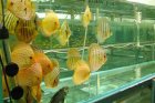 Control system of heating system for aquarium fish wholesaler